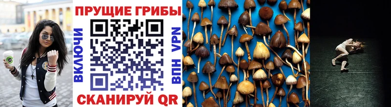 Псилоцибиновые грибы GOLDEN TEACHER Изобильный